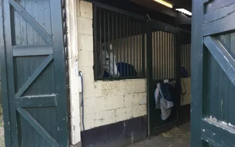 Het verborgen leed van manegepaarden: sociale isolatie