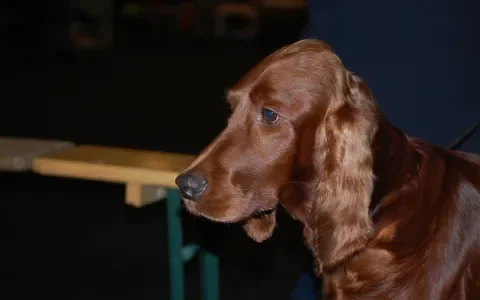 Ierse Setter met erfelijke epilepsie: fokker betaalt medische kosten