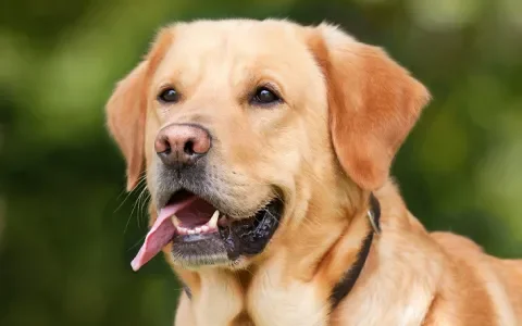 Dier&Recht treft schikking met Labrador-fokker 