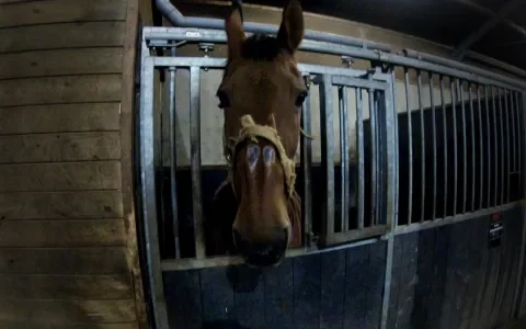 Misstanden op de manege