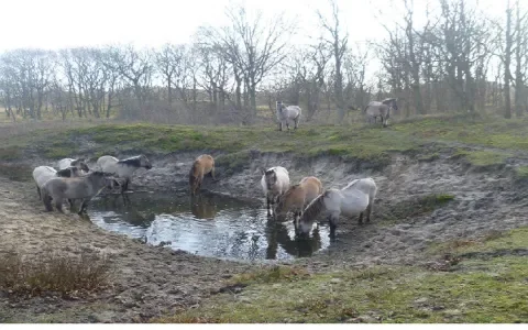 Tien tips voor het creëren van een paradijselijke paardenweide