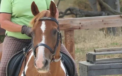 Help, ik ben te zwaar voor mijn paard!