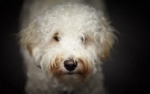 Honden die niet verharen, zijn niet hypoallergeen maar lijden wel