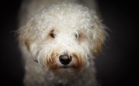 Honden die niet verharen, zijn niet hypoallergeen maar lijden wel