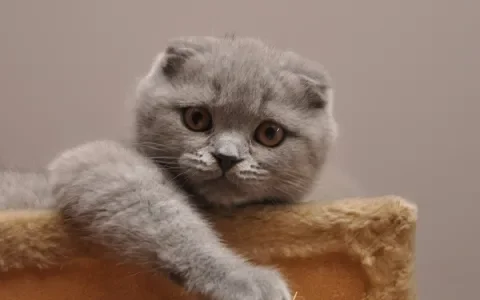 Ik heb een Scottish fold: wat nu?