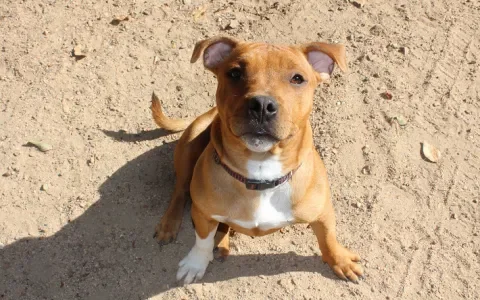 Dier&Recht wint rechtszaak tegen fokker Staffordshire Bull Terriër