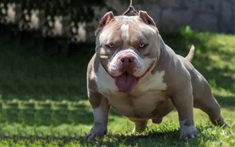 Stop het misvormen van bulldogs