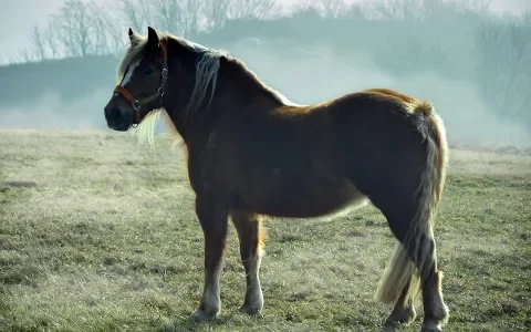 Hoefbevangenheid voorkomen en genezen