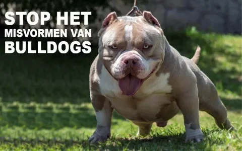 Actie tegen het fokken van misvormde Bulldogs