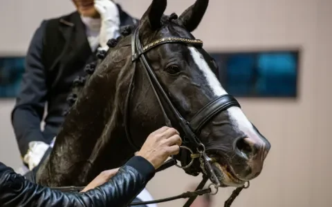 Ervaart een paard wel echt pijn vanwege bitgebruik?