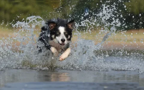 Border Collies met epilepsie: er is nu een centraal meldpunt!