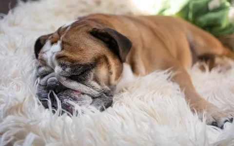 Illegale Engelse Bulldog-fokkerij gaat gewoon door