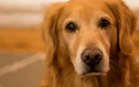 Fokker van golden retrievers fokt door met drager van epilepsie