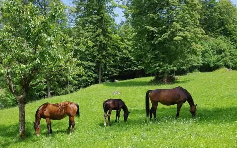 Maneges en pensionstallen dicht: wat doet dat met paardenwelzijn?