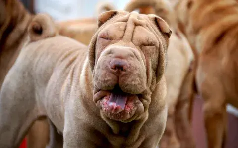 Shar-pei