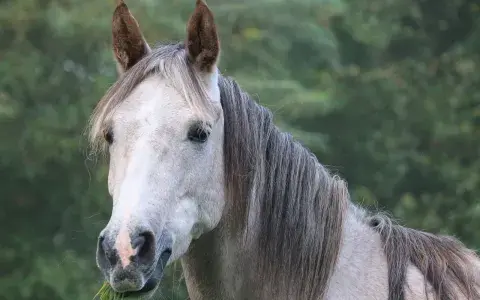 Rubriek paarden