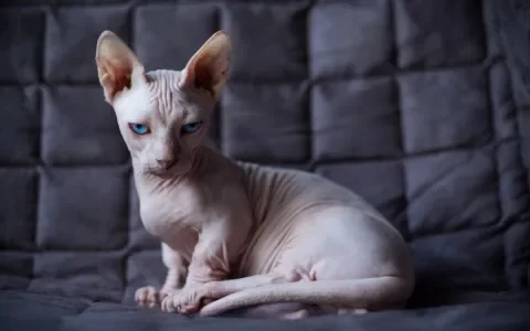 De Bambino Sphynx