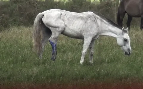 Bloedboerderijen