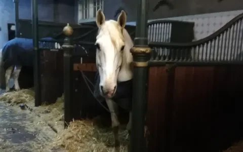 Paardenwelzijn op De Hollandsche Manege in Amsterdam