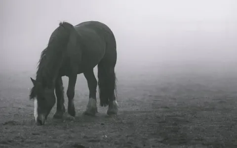 Eenzame paarden in de wei