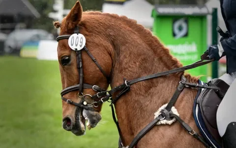 Het bit: een dwangmiddel in de paardensport