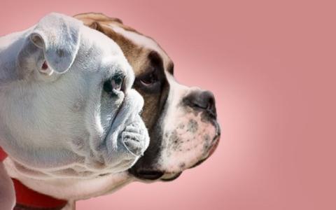 Press release: No more pedigrees for pugs and French bulldogs in the Netherlands