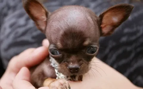 Kleinste hond ter wereld: Chihuahua Milly