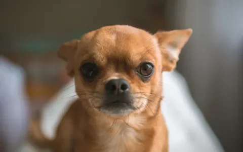 Je minihondje heeft chronisch hoofdpijn: wat nu?