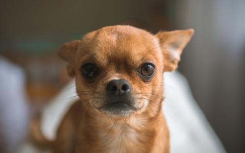 Je minihondje heeft chronisch hoofdpijn: wat nu?