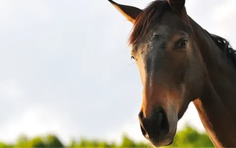 Update: zo reageerden paardenvleesverkopers op jullie brieven