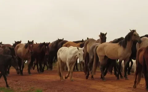 Farmaceuten stoppen met het gebruik van paardenbloed