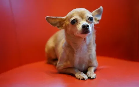 Tien hondenrassen met chronische hoofdpijn, staat jouw hond er tussen?