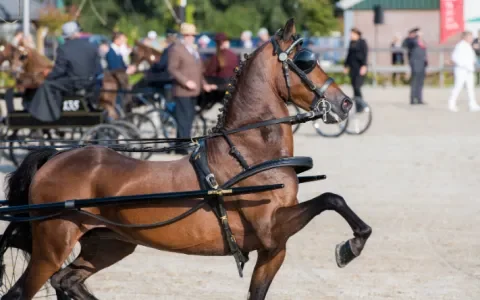 Paardenleed in de aangespannen sport