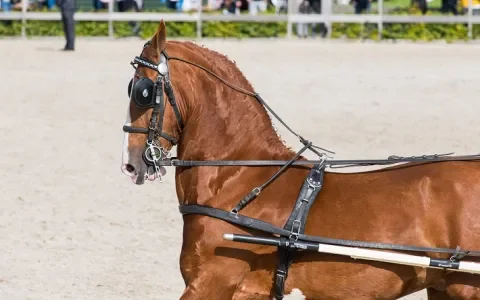 Het tuig in de aangespannen sport