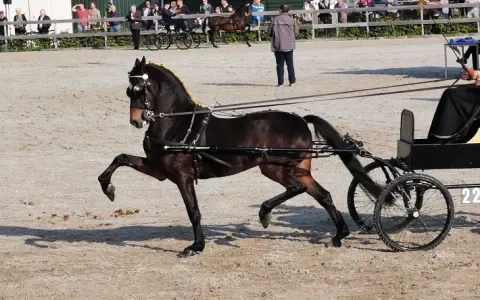 Openlijke misstanden in de aangespannen sport