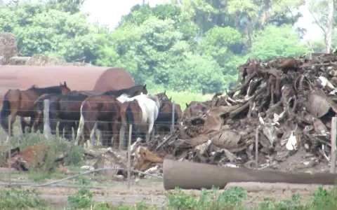 Nieuw onderzoek naar Argentijnse paardenslacht vraagt om Europese actie