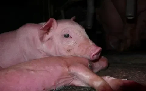 Ernstige nalatigheid: levende dieren tussen kadavers