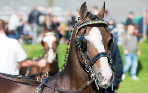 Tastharen wegbranden, oren uitscheren: mag dat in Nederland?