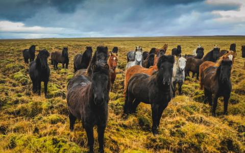 Dit deden we in 2020 voor de paarden