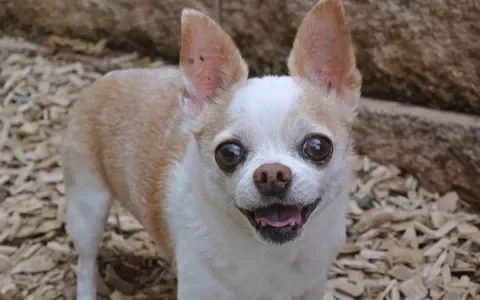 Marktplaats helpt malafide handelaren bij puppyhandel