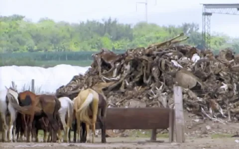 Dubbele gruwel in Argentinië: horrorslachthuizen en bloedboerderijen