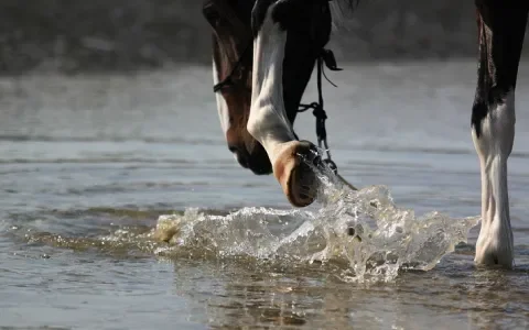 Rotstraal komt vooral voor bij paarden die op stal staan