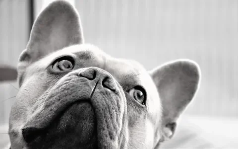 Gordons Franse bulldog is geen goed voorbeeld