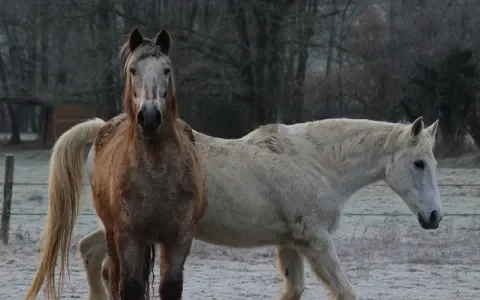 Ook in de winter hebben paarden beweging nodig