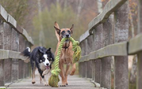 De succesvolle hondenadopties van 2020