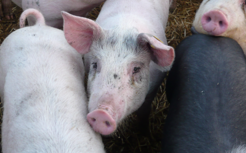 Diervriendelijk stemmen? Zo scoort jouw politieke partij op dierenwelzijn