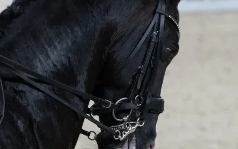 De aansnoerneusriem: een omstreden dwangmiddel in de paardensport