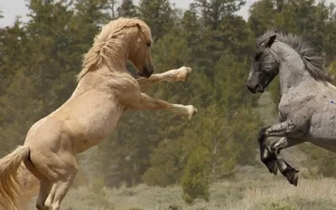 Vlees van wilde mustangs in Nederlandse bitterballen