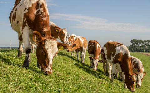 Natuurlijk gedrag? Natuurlijk!