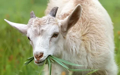 Nieuwe dierenwet kan veel dierenleed in veehouderij stoppen